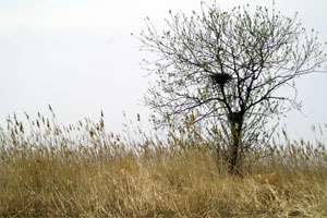 Herbst