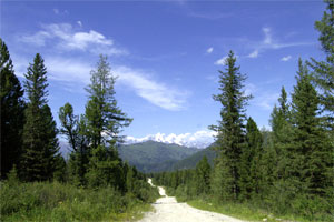 Taiga am Fuss des Altai