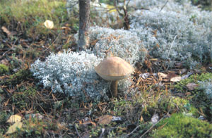 Speisekammer Natur